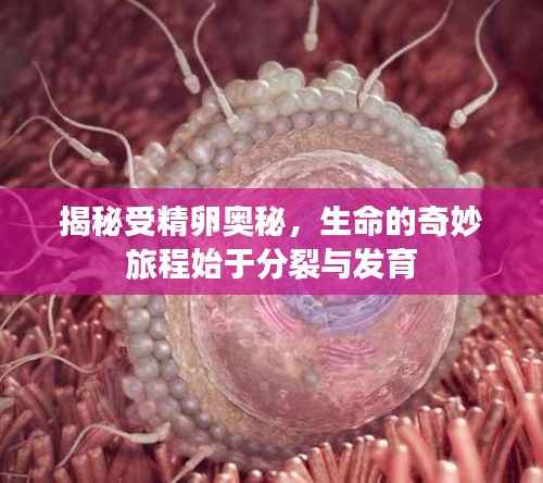 母以子贵 第2页